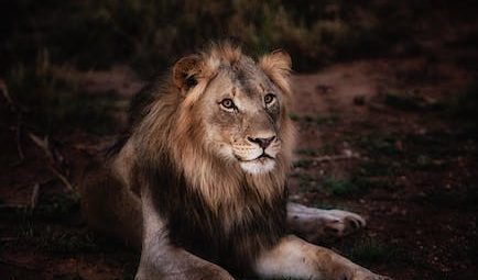 Aslan